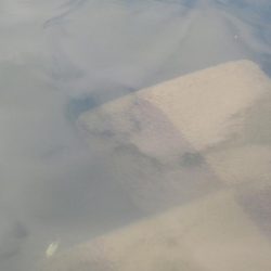 よく肥えたモロコ