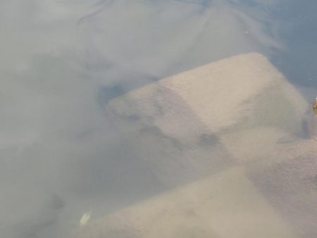 よく肥えたモロコ