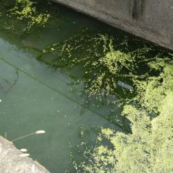 近所の水路で入れ食いを楽しむ(8)＋α