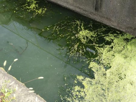 近所の水路で入れ食いを楽しむ(8)＋α