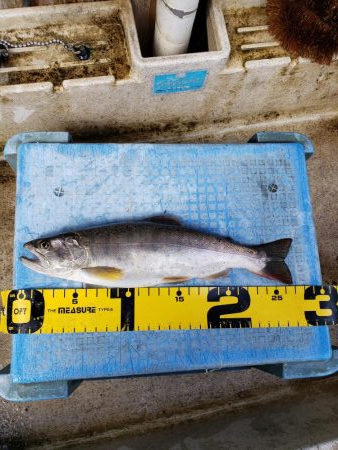 9寸止まりでした( ノД`)…