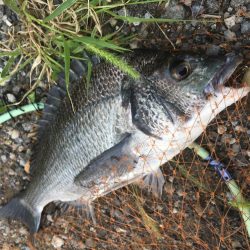 朝マズメのチヌ連続ライド!