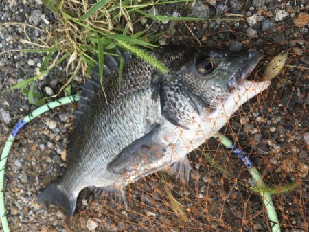 朝マズメのチヌ連続ライド!