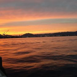 初和田防!魚種豊富!