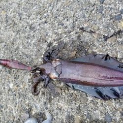 秋アオリでキロアップ