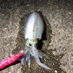 アオリイカ狙い