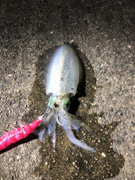 アオリイカ狙い
