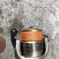 9月17日イカは元気