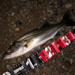 円山川シーバス