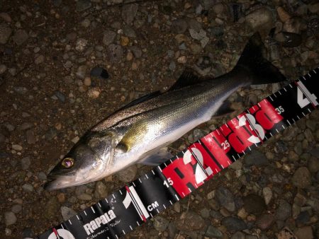 円山川シーバス