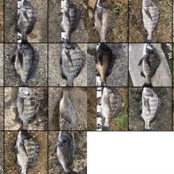 イチノ兄弟、釣果！