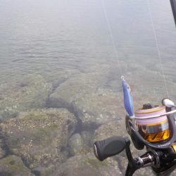 秋イカ釣れます