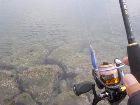 秋イカ釣れます