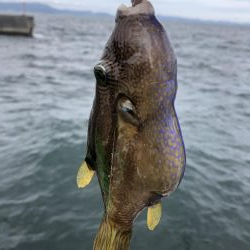 のんびり淡路島見ながら五目釣り