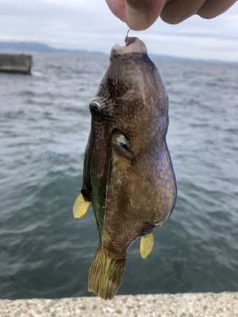 のんびり淡路島見ながら五目釣り