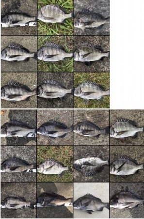 イチノ兄弟、釣果!