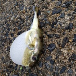 残暑のこる日本海でアコウを。。