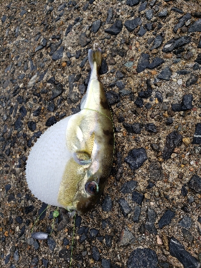 残暑のこる日本海でアコウを。。