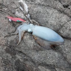 秋アオリイカ調査隊