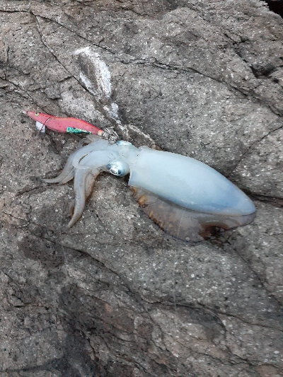 秋アオリイカ調査隊