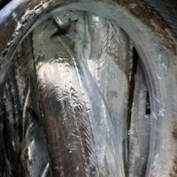 イカからタチウオ