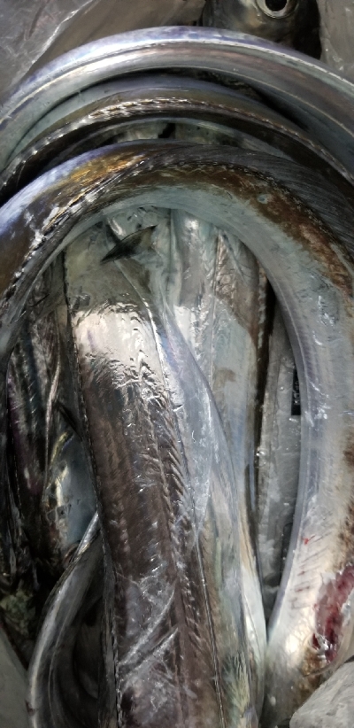 イカからタチウオ