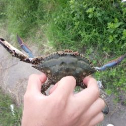 ハゼ爆釣を求めて