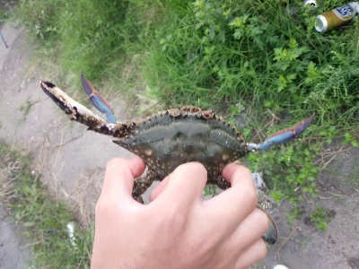 ハゼ爆釣を求めて