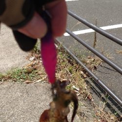 朝マヅメエギング