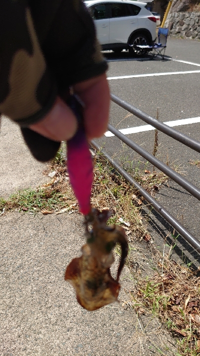 朝マヅメエギング