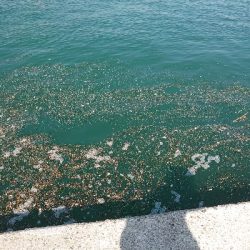 台風後のサビキ