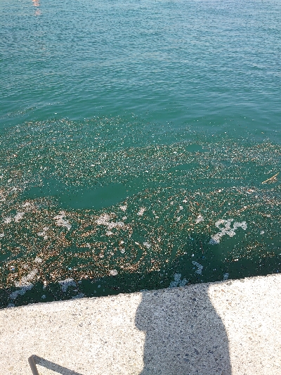 台風後のサビキ