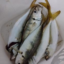 アジング秋シーズン