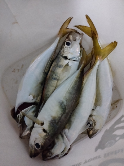 アジング秋シーズン