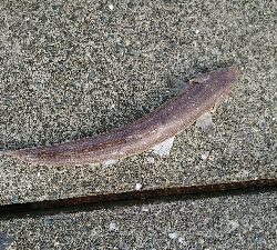 狙い通りのストリームデーモンフィッシュ