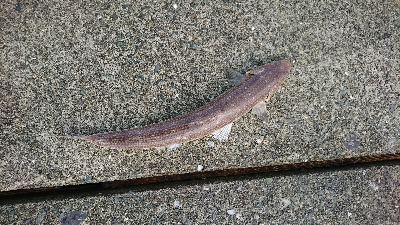 狙い通りのストリームデーモンフィッシュ