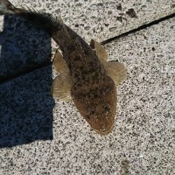 初秋のマゴチ祭り