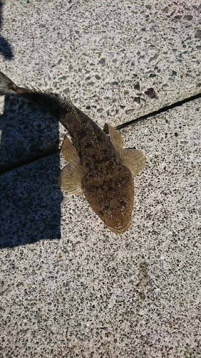 初秋のマゴチ祭り