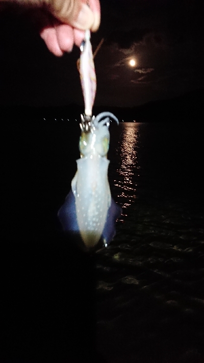 月夜エギング