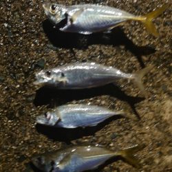 よっしゃーめっちゃ引く