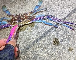 アオリイカ  蟹