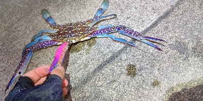 アオリイカ  蟹