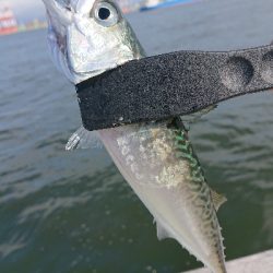 南港サバたまにガシ