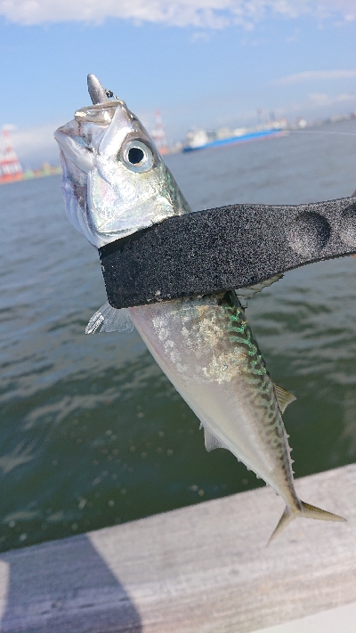 南港サバたまにガシ