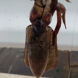 朝マヅメエギング