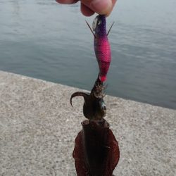 まだまだ小さいです