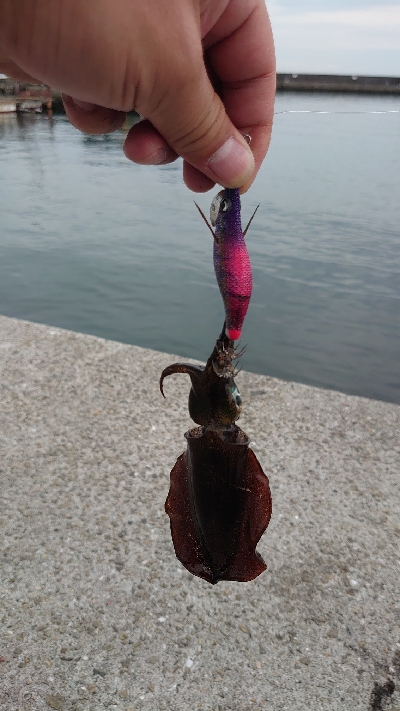 まだまだ小さいです