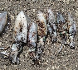 トンカツサイズも混じりだした!?