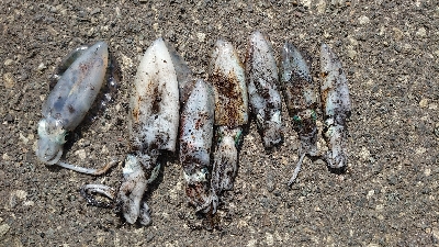 トンカツサイズも混じりだした!？