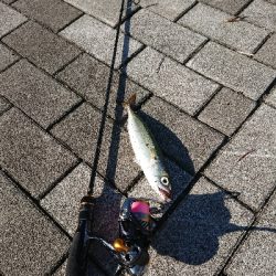 アジングのつもりが